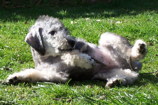 Arc-en-ciel Arlequin 06.04 (24).JPG